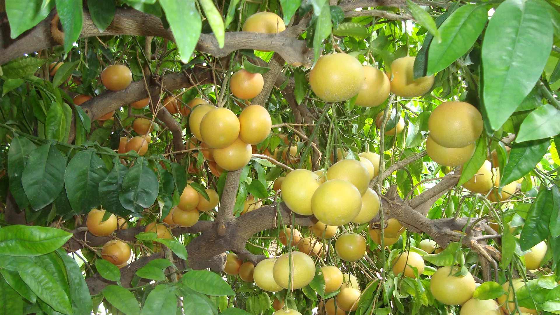 Salas de Haro 